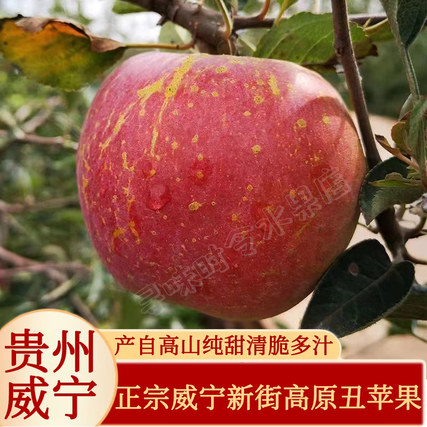 乌蒙山上威宁新街丑苹果冰糖心