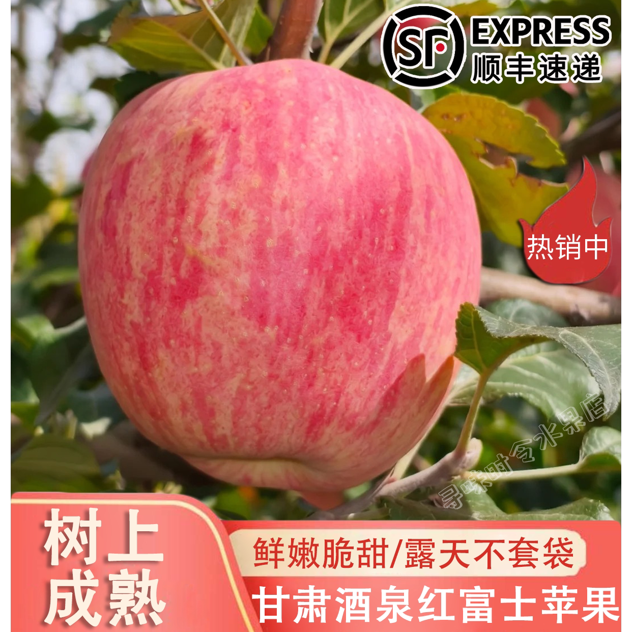 甘肃酒泉红富士苹果树上自然熟