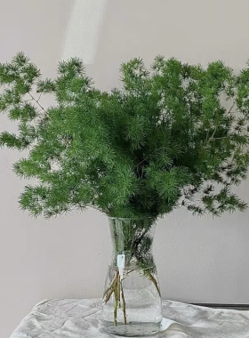 蓬莱松小森林氛围水培绿植