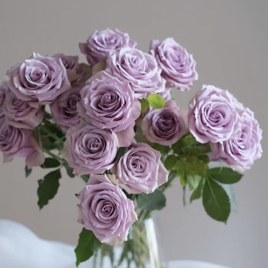 紫霞仙子玫瑰高级紫色系家用办公室日常插花水养鲜花云南基地直发