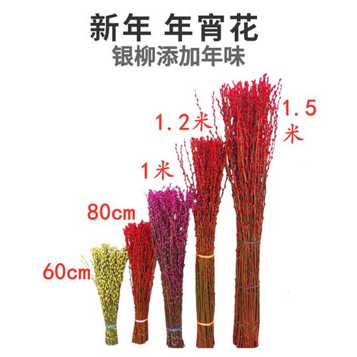 1米 1.2米 1.5米高年宵花卉银柳真花鲜支 干花放可干放可水养植物
