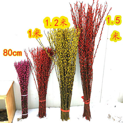 年宵花卉银柳真花鲜支 干花放可干放可水养植物1米 1.2米 1.5米高