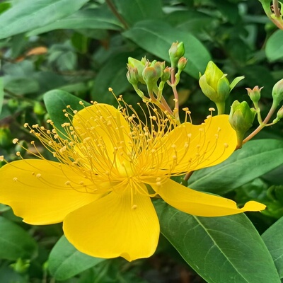 金丝桃树苗包邮五心花