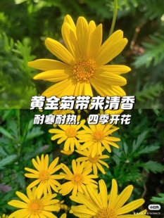 黄金菊木春菊木茼蒿盆栽花耐热耐寒室内外庭院四季常青绿植盆栽