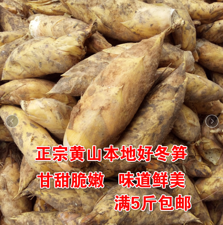 现挖问政山冬笋沙地好冬笋香甜脆满5斤包邮