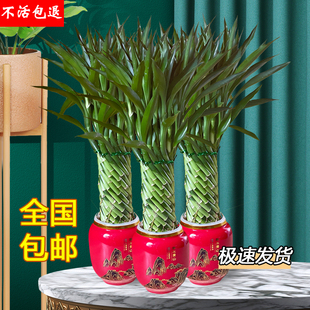 乔迁送礼编织富贵竹招财竹观音竹水养文昌竹客厅室内带根绿植盆栽