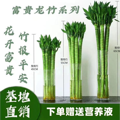 水养植物带跟龙竹送灯笼