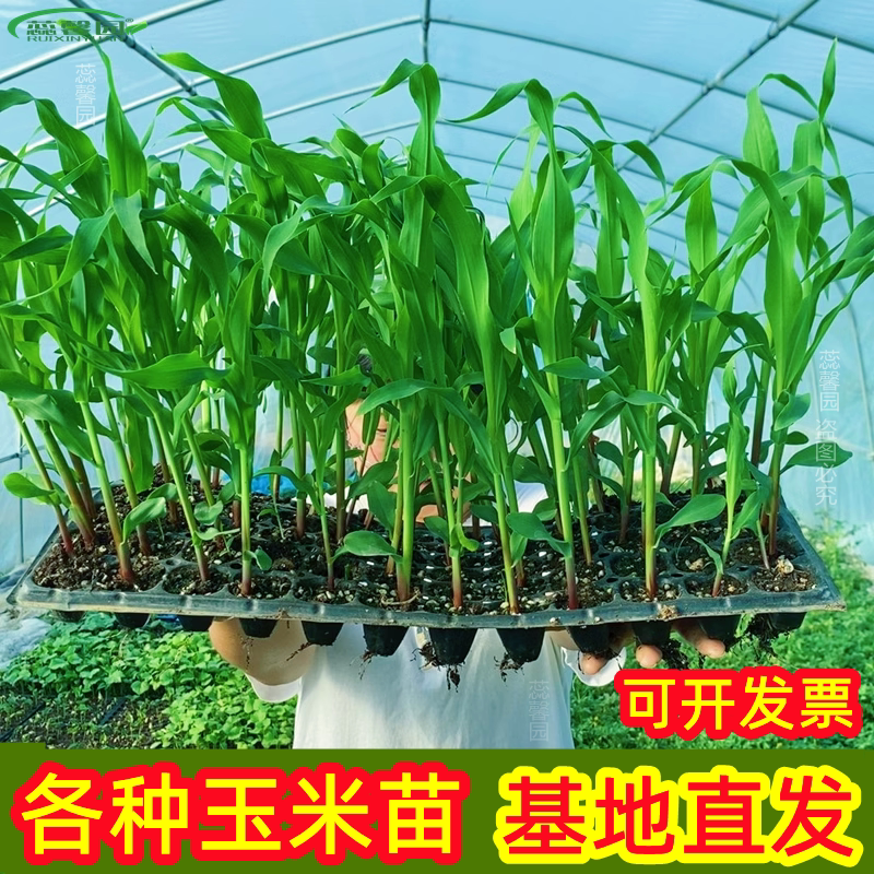香甜水果玉米苗黄糯玉米苗彩玉米黑白玉米高产超甜盆栽秧苗种子籽