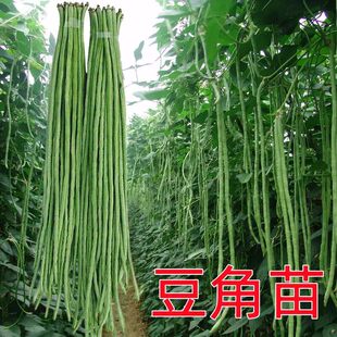 长豆角种苗压塌架小五叶特长豇豆种籽庭院田园爬藤蔬菜种苗春秋种