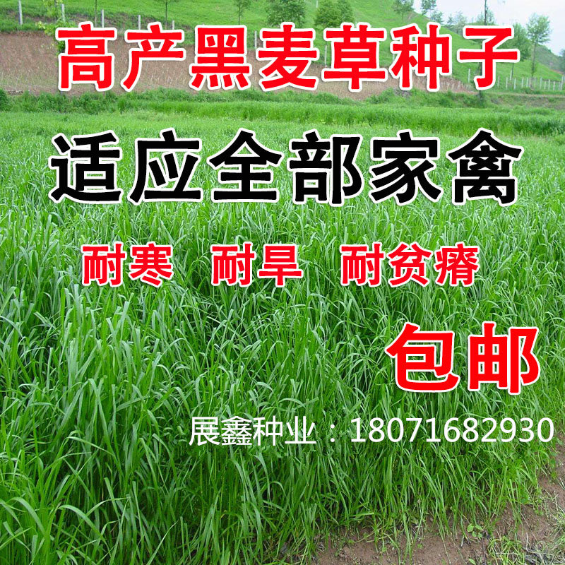 牧草种子多年生黑麦草种子耐寒冬牧70种子养牛羊鸡鹅鱼苜蓿草种籽