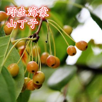 天壑夏季新采山丁子种甜茶