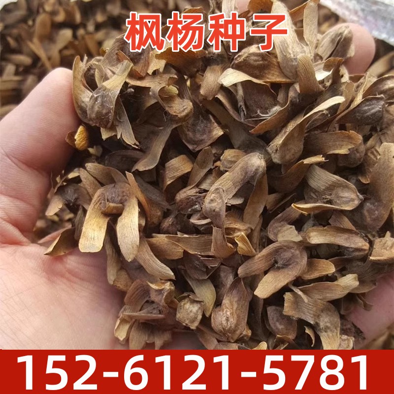 枫杨种子杨树树种麻柳燕子柳树