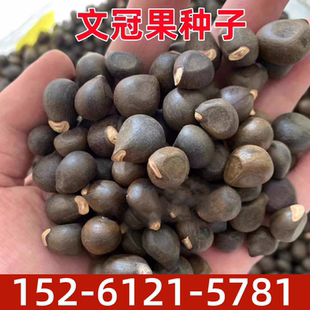 新采文冠果种子 文冠果籽 精选新采文冠树种子 食用野生 地栽观花