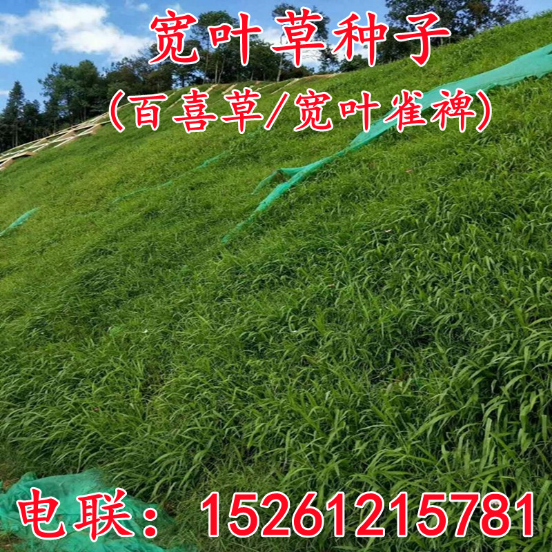 百喜草种子宽叶草糖蜜草宽叶雀稗狗牙根耐热耐旱狼尾草护坡草种籽