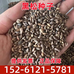 新采黑松种子 苗木行道树种子 油松马尾松种子松树林木绿化苗种子