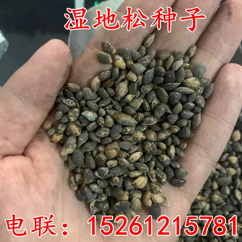 湿地松种子 马尾松种子 油松 黑松 华山松 美国松 国外松松树种子