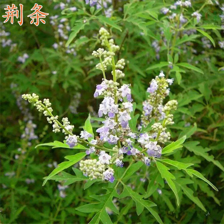 新荆条种子小灌木林木籽护坡固土绿化紫穗槐柠条刺槐种籽简单易种