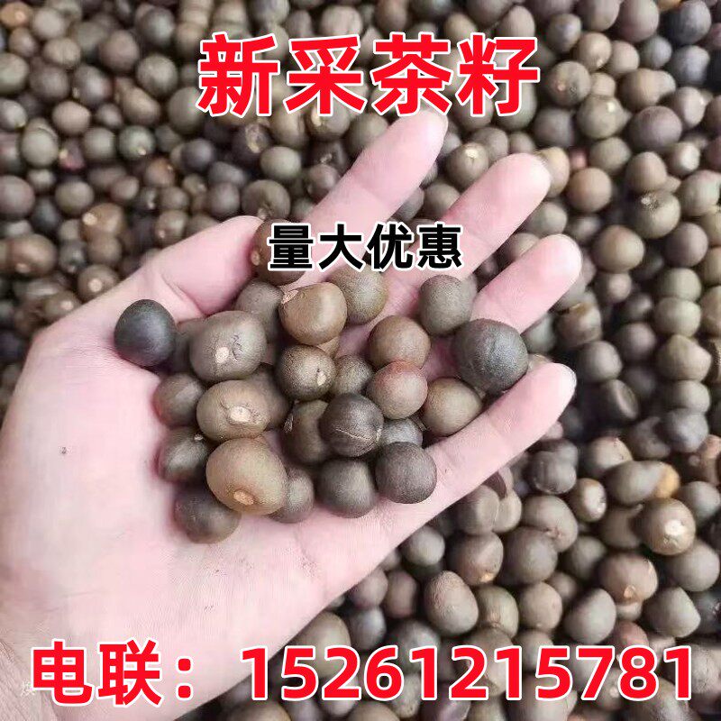 绿茶种子 早茶种子耐寒新采收茶家庭园艺种子