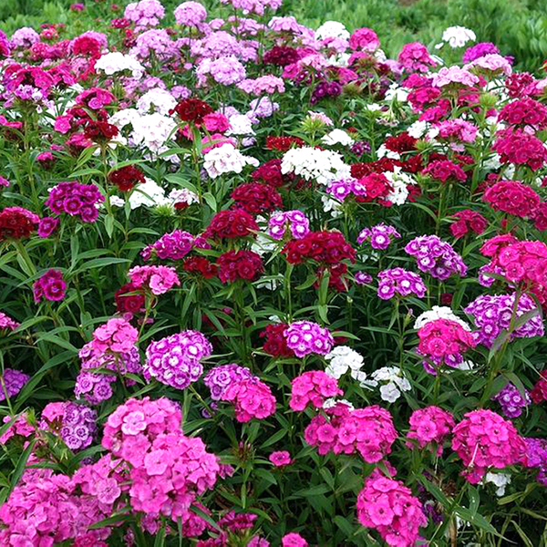 美国五彩石竹花种子常夏四季播种开花庭院花籽孑须苞石竹花种籽子