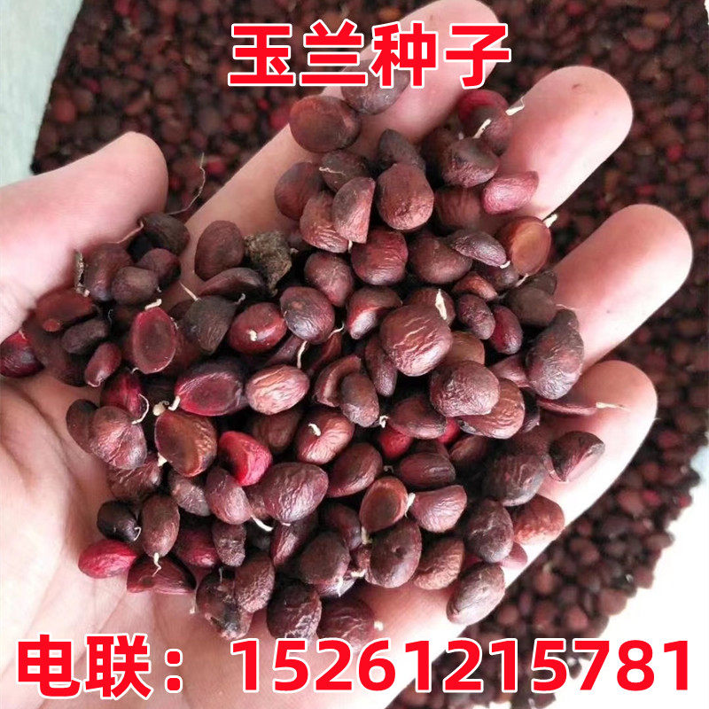 玉兰种子 嫁接紫玉兰红白玉兰 广玉兰种子 山玉兰树种子 辛夷种籽