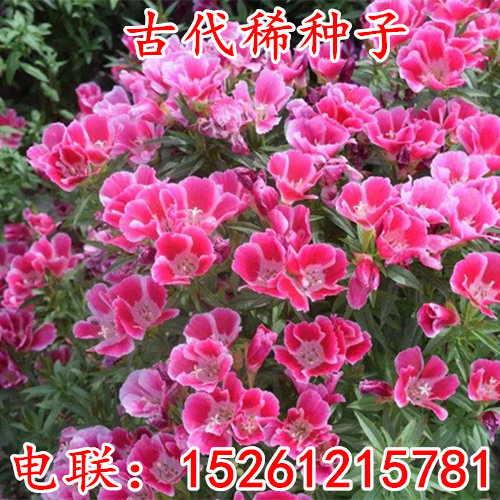 花种 古代稀种子 晚春锦种子混色 观赏花卉籽阳台 庭院 绿化种植