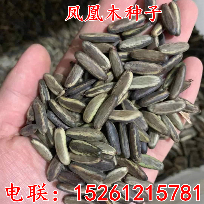 红花楹蓝雾树净籽凤凰木