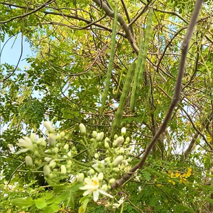 辣木种子籽苗花根种子种籽四季多年生观叶种孑草种子4