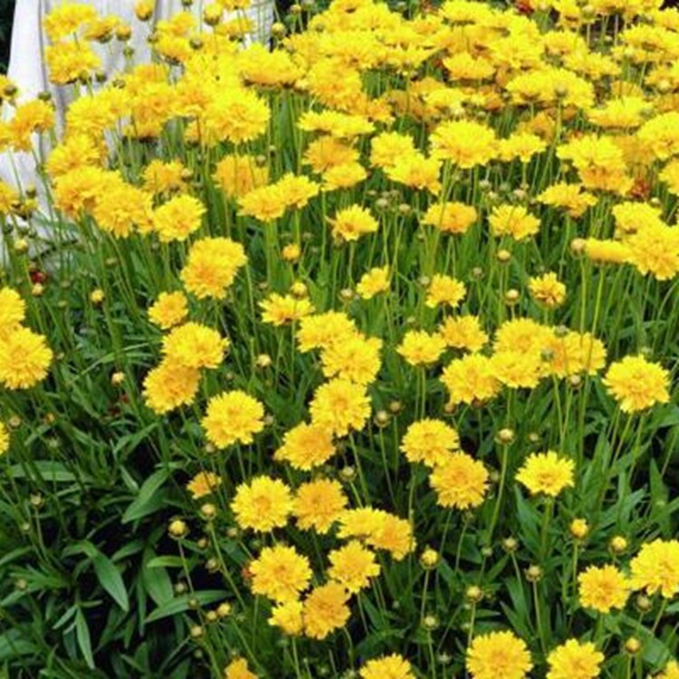 大花金鸡菊种子四季种野菊花多年生宿根绿化易活花籽四季种野菊花