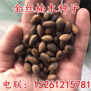 正宗金丝楠木树种子 金丝楠种子 桢楠木种子 名贵树种 四川楠木籽