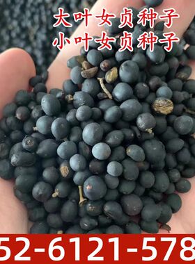 大叶女贞小叶盆景树籽常绿
