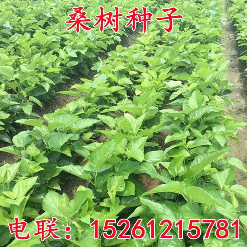 桑树种子 大叶桑树净籽 桑葚种子 桑叶蚕饲料 桑葚子四季播种包邮