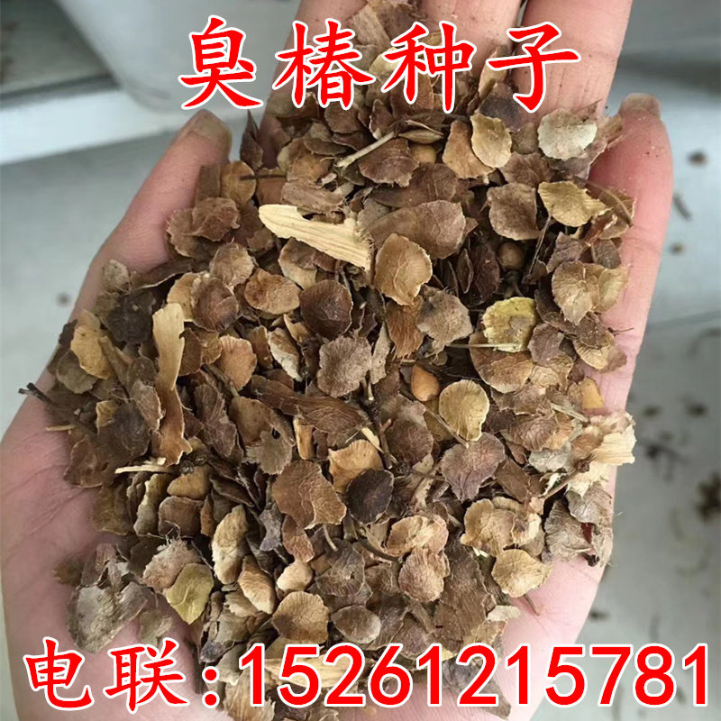 新采臭椿种子树苗红油香椿包邮