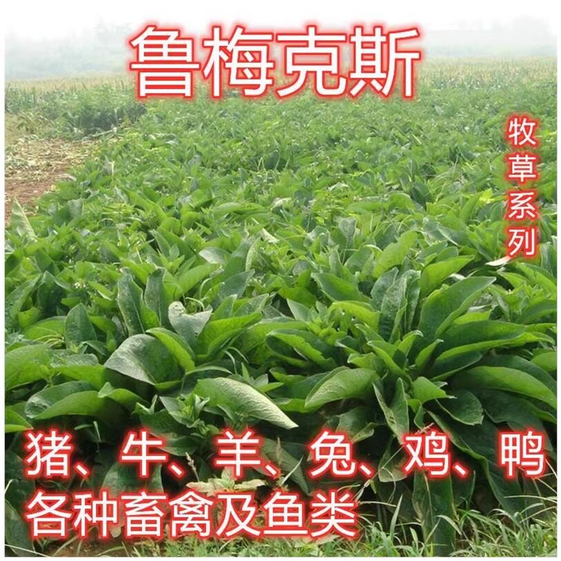 鲁梅克斯种子高产耐寒牧草种子进口优质草籽牛羊猪鸡鸭鹅鱼食用草