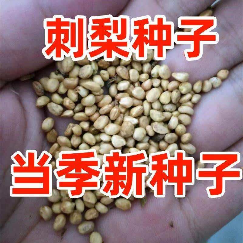 新采刺梨种子 刺梨果种子 刺梨子种子 刺梨树种子