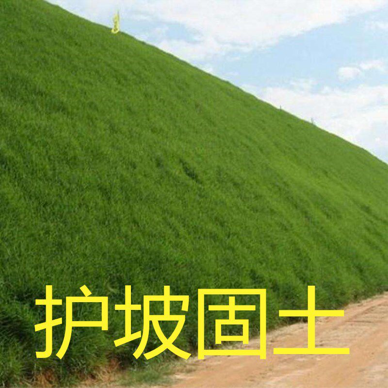 草坪四季青耐旱种子植物护坡固土