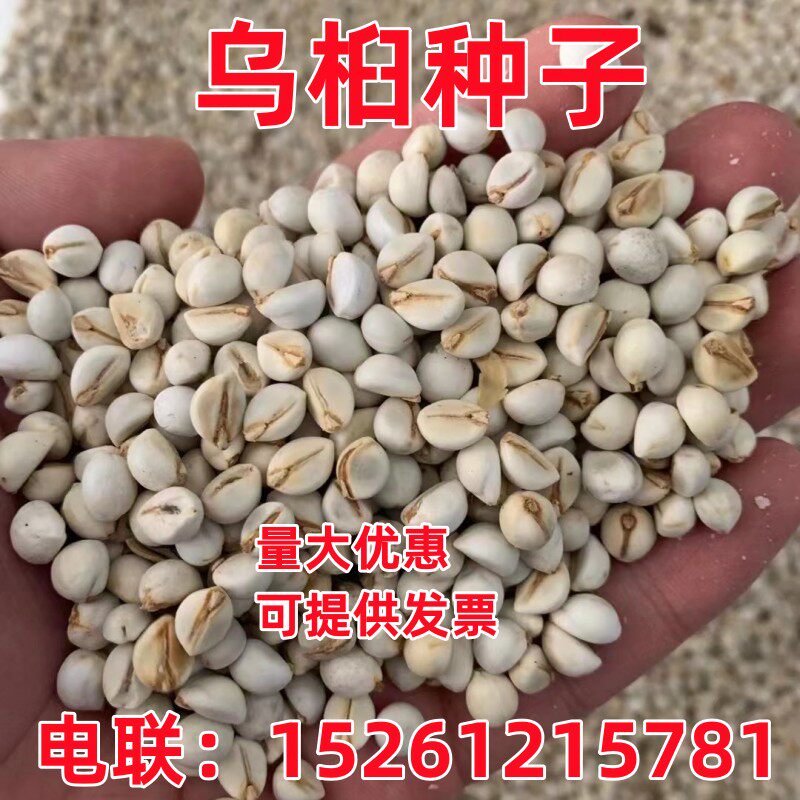 乌桕种子新采收乌桕树苗种籽山乌桕腊子树木子树观赏彩叶树种籽