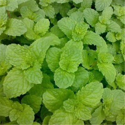 留兰香薄荷荷兰鱼香菜包邮种子