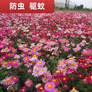 除虫菊花籽四季播种开花易活花种子庭院室外阳台盆栽驱蚊花种籽子