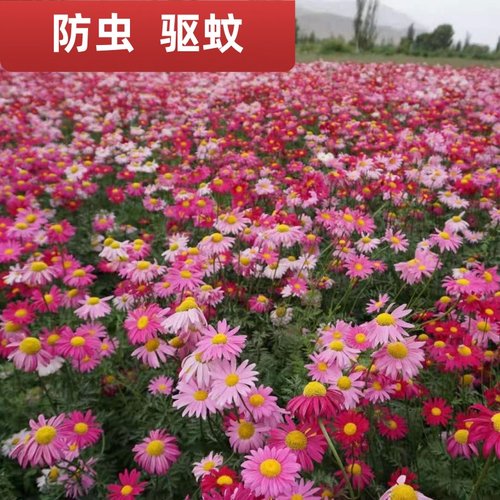 除虫菊花籽种子四季播种驱蚊驱虫