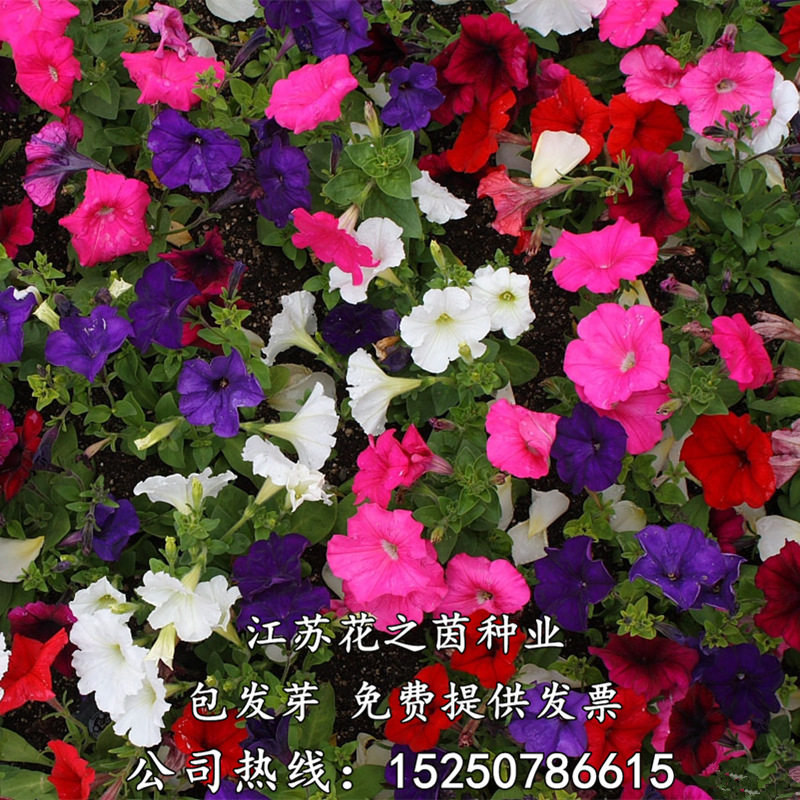 矮牵牛花种子四季种耐寒易发芽混色阳台盆栽绿化花卉种子包邮