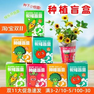 种植盲盒精美礼盒儿童植物盆栽幼儿园小学生观察植物种子迷你奖励