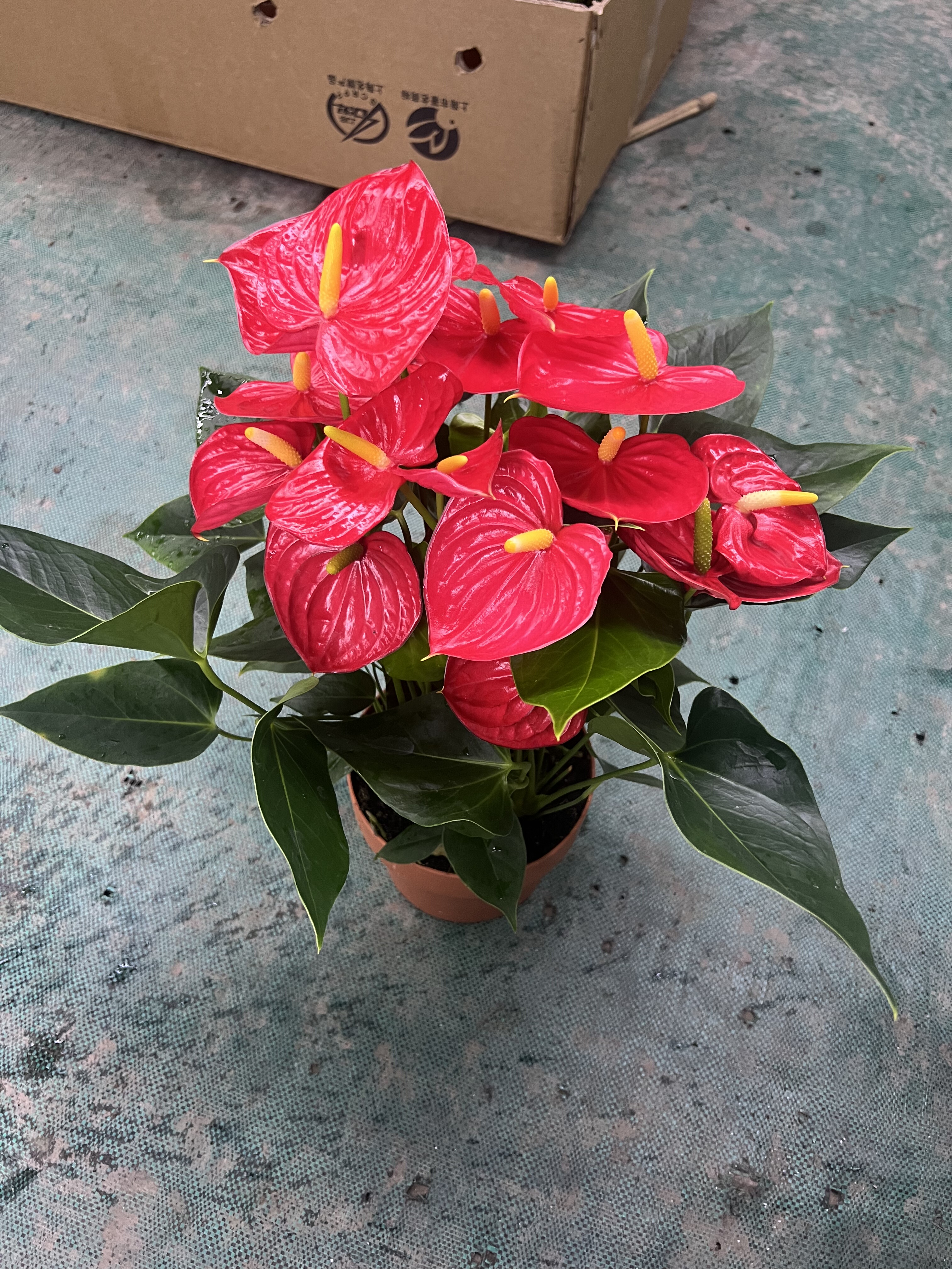 红掌阿凡达绿植物大型高大上大叶大花室内前台桌面开花