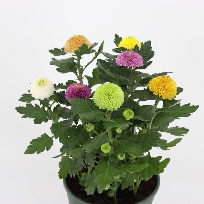 多彩乒乓菊泰迪菊盆栽带花菊花多年生阳台庭院好养花卉混色带花