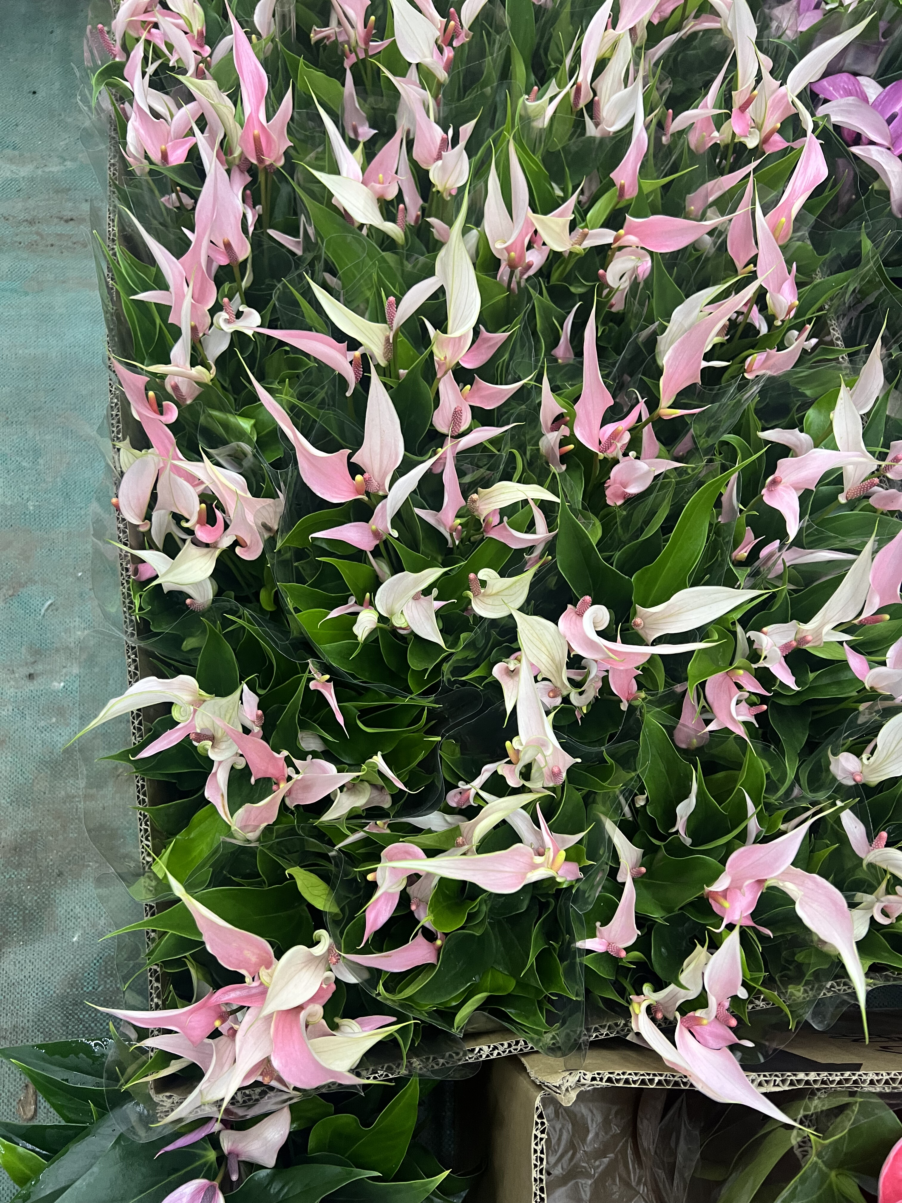 粉色莉莉高端品质红掌粉掌原盆原土