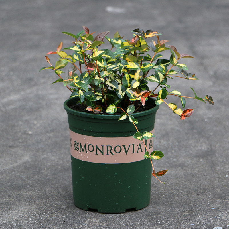 黄金络石吊兰 黄金落实 彩叶吊兰 耐寒植物 耐热地被植物 爬藤