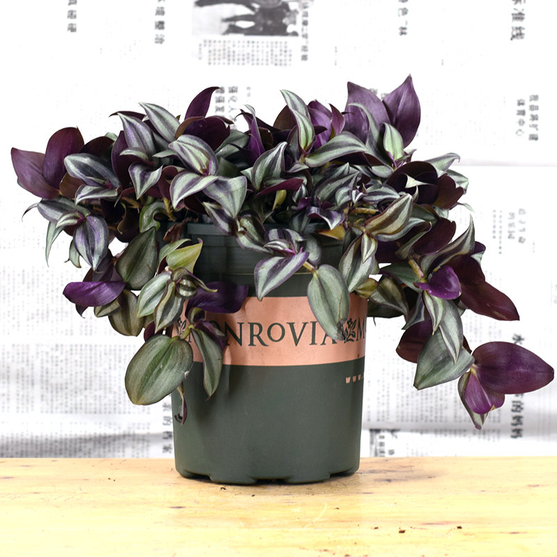 紫叶吊竹梅吊兰绿植 盆栽花卉 垂吊室内桌面客厅小盆栽紫罗兰吊兰