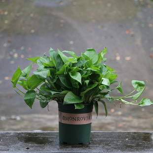 绿萝盆栽水培植物花卉室内客厅除甲醛长藤垂吊绿植 天天特价