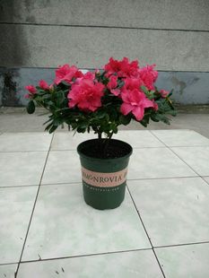 特价 开花盆栽花卉比利时杜鹃花苗植物室内植物带花苞