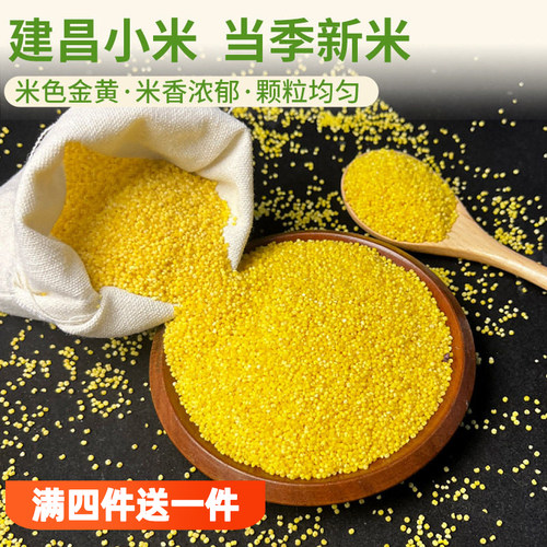 当季新小米色泽金黄小米米油醇厚
