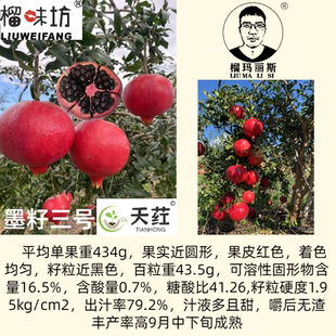 彰冠®墨籽三号软籽石榴树南北方花盆栽庭院种植大果黑籽石榴树苗